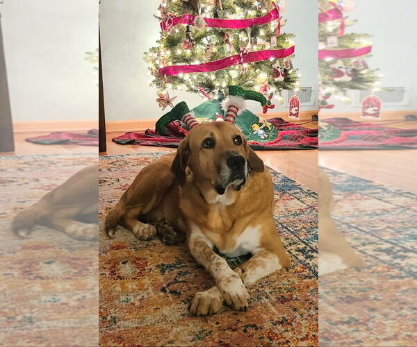 Medium Photo #4 Labrador Retriever-Unknown Mix Puppy For Sale in Rockaway, NJ, USA