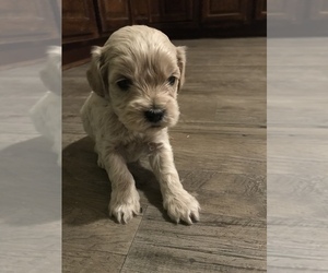 Australian Labradoodle Puppy for sale in STOKESDALE, NC, USA