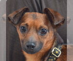 Small Chiweenie