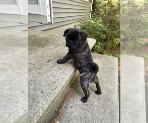 Pug Puppy for sale in WEST NEWBURY, MA, USA