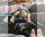 Small #2 Mutt