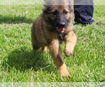 Small #2 German Shepherd Dog