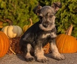 Small #6 Schnauzer (Miniature)