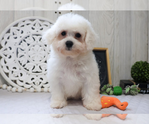 Bichon Frise Puppy for Sale in SYRACUSE, Indiana USA