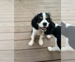 Small Photo #6 Cavalier King Charles Spaniel Puppy For Sale in SENECA, SC, USA