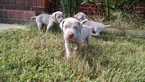 Small Photo #15 Weimaraner Puppy For Sale in UNION GROVE, AL, USA