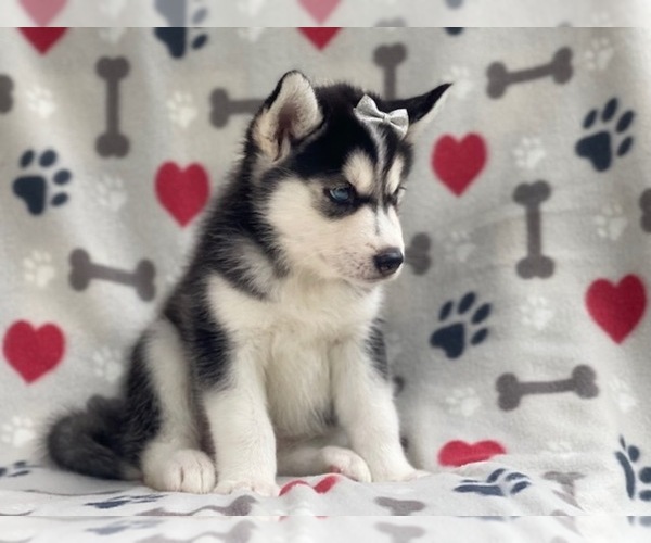 Medium Photo #5 Siberian Husky Puppy For Sale in LAKELAND, FL, USA