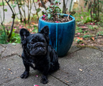 Small Photo #1 French Bulldog Puppy For Sale in PORTLAND, OR, USA