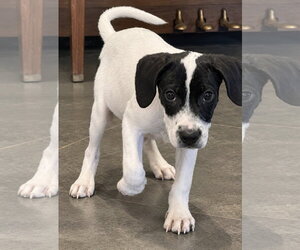 Wilma~meet me! - Female Pointer Dog for Adoption - Photo #3