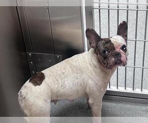 French Bulldog Dogs for adoption in Orange, CA, USA