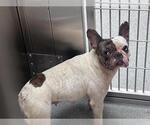 TIGERLILY - Female French Bulldog Dog for Adoption - Small photo