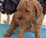 Small Photo #20 Poodle (Toy) Puppy For Sale in GOSHEN, IN, USA