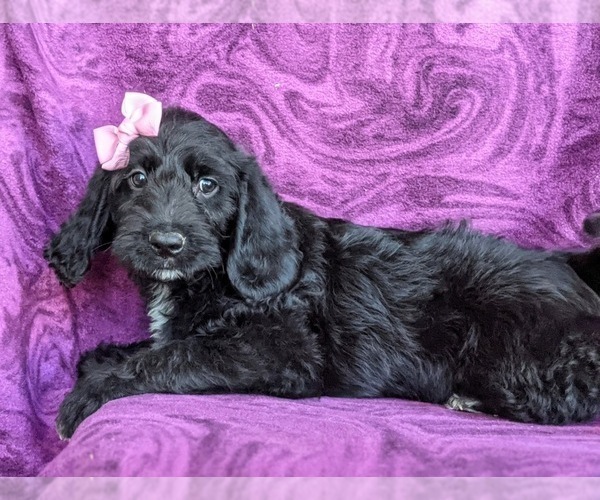 Medium Photo #4 Labradoodle Puppy For Sale in KINZERS, PA, USA