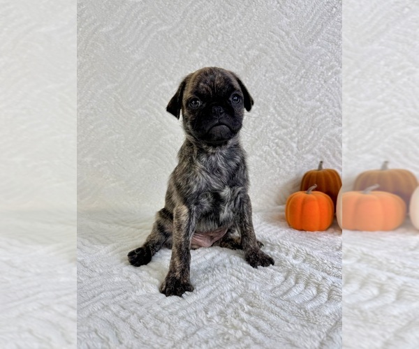 Medium Photo #5 Pug Puppy For Sale in GREENFIELD, IN, USA