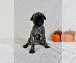 Small #4 Pug
