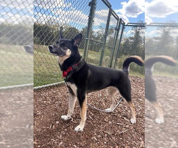 Medium Photo #1 German Shepherd Dog-Siberian Husky Mix Puppy For Sale in Waterford, VA, USA