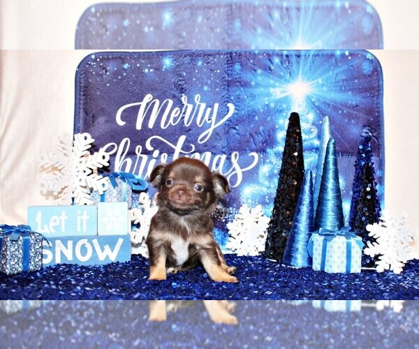 Medium Photo #20 Chihuahua Puppy For Sale in CHARLESTON, AR, USA