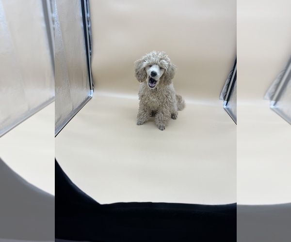 Medium Photo #17 Poodle (Toy) Puppy For Sale in LONG GROVE, IL, USA