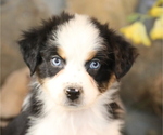 Small Australian Shepherd