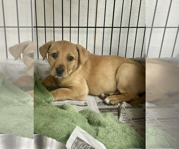 Medium Photo #3 Labrador Retriever-Unknown Mix Puppy For Sale in Hillsboro, MO, USA