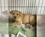 Small #2 Labrador Retriever Mix