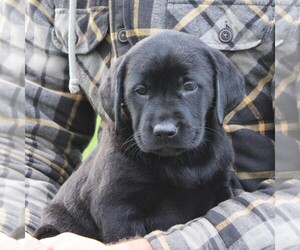 Labrador Retriever Puppy for sale in MYERSTOWN, PA, USA