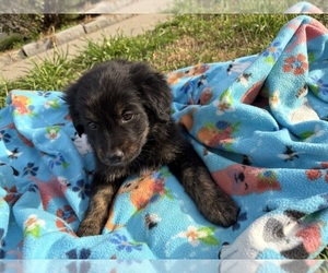 Medium Australian Retriever