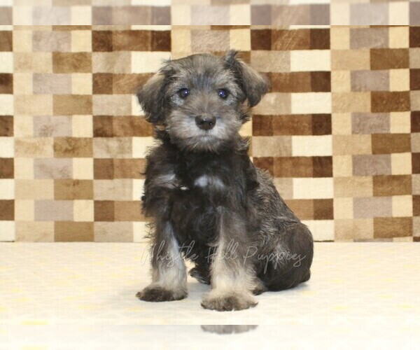 Medium Photo #1 Schnauzer (Miniature) Puppy For Sale in DENVER, PA, USA