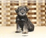 Small Schnauzer (Miniature)