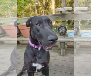 Great Dane Dogs for adoption in Huntsville, TX, USA