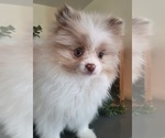 Small #2 Pomeranian