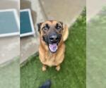 Small #1 German Shepherd Dog