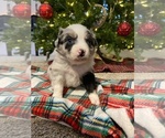Small Photo #1 Australian Shepherd Puppy For Sale in STRATFORD, OK, USA