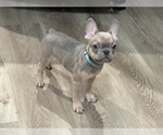 Small #7 French Bulldog