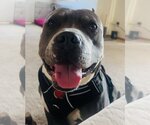 Small #1 American Pit Bull Terrier Mix