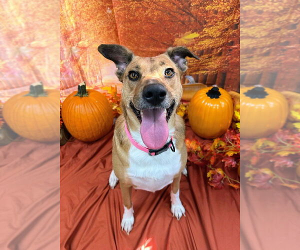 Medium Photo #7 Mutt Puppy For Sale in Bryant, AR, USA