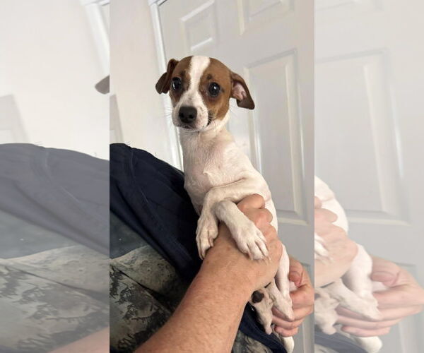 Medium Photo #1 Italian Greyhuahua Puppy For Sale in Arlington, WA, USA