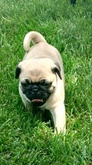 Pug Puppy for sale in WALTON, KY, USA