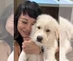 Small #5 Anatolian Shepherd-Great Pyrenees Mix