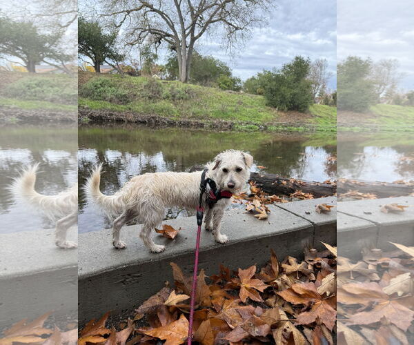 Medium Photo #7 Mutt Puppy For Sale in San Jose, CA, USA