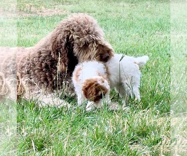 Medium Photo #17 Goldendoodle (Miniature) Puppy For Sale in ELBERT, CO, USA