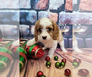 Cavapoo Puppy for sale in CHUBBUCK, ID, USA