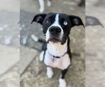 Small #2 Mutt