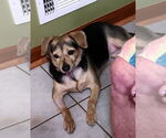 Small #1 Beagle-Chihuahua Mix