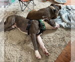 Small #4 American Pit Bull Terrier