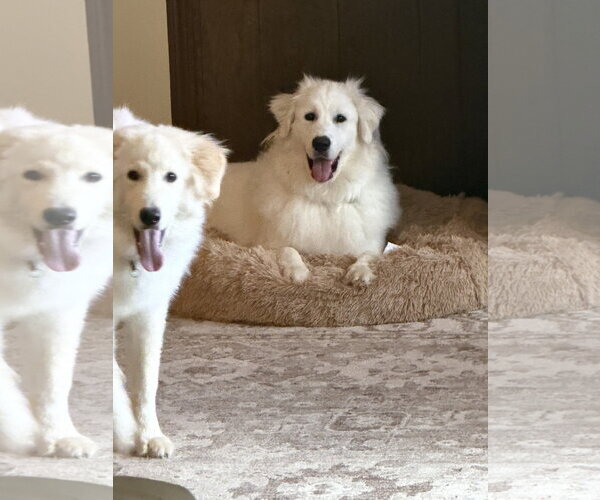 Medium Photo #3 Great Pyrenees-Unknown Mix Puppy For Sale in Houston, TX, USA
