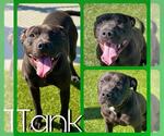 Small American Pit Bull Terrier