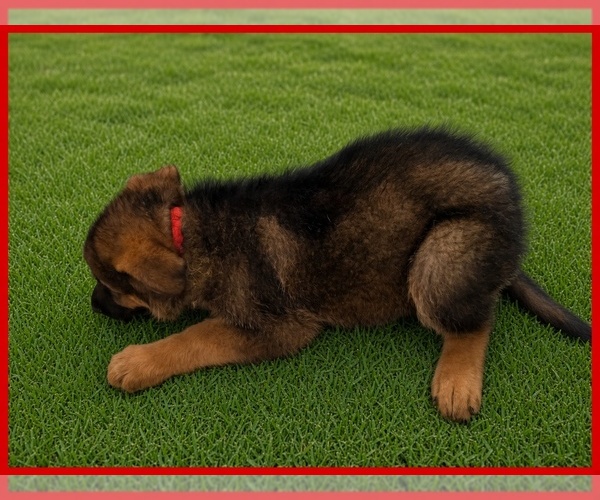 Medium Photo #3 German Shepherd Dog Puppy For Sale in NAPLES, FL, USA