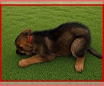 Small #2 German Shepherd Dog