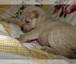 Small Photo #4 Chinese Shar-Pei Puppy For Sale in DUNNELLON, FL, USA